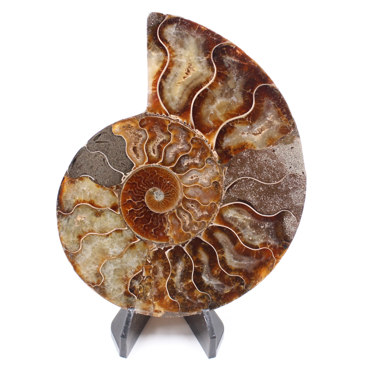 Poliertes Ammonitenfossil