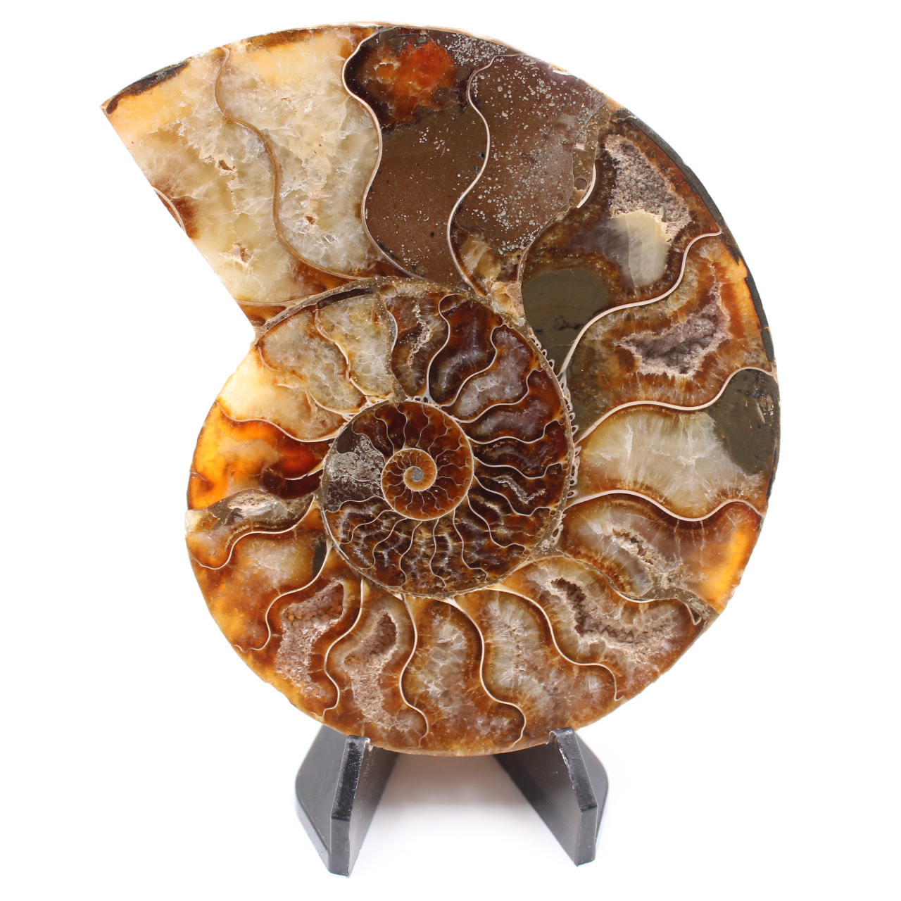 Poliertes Ammonitenfossil