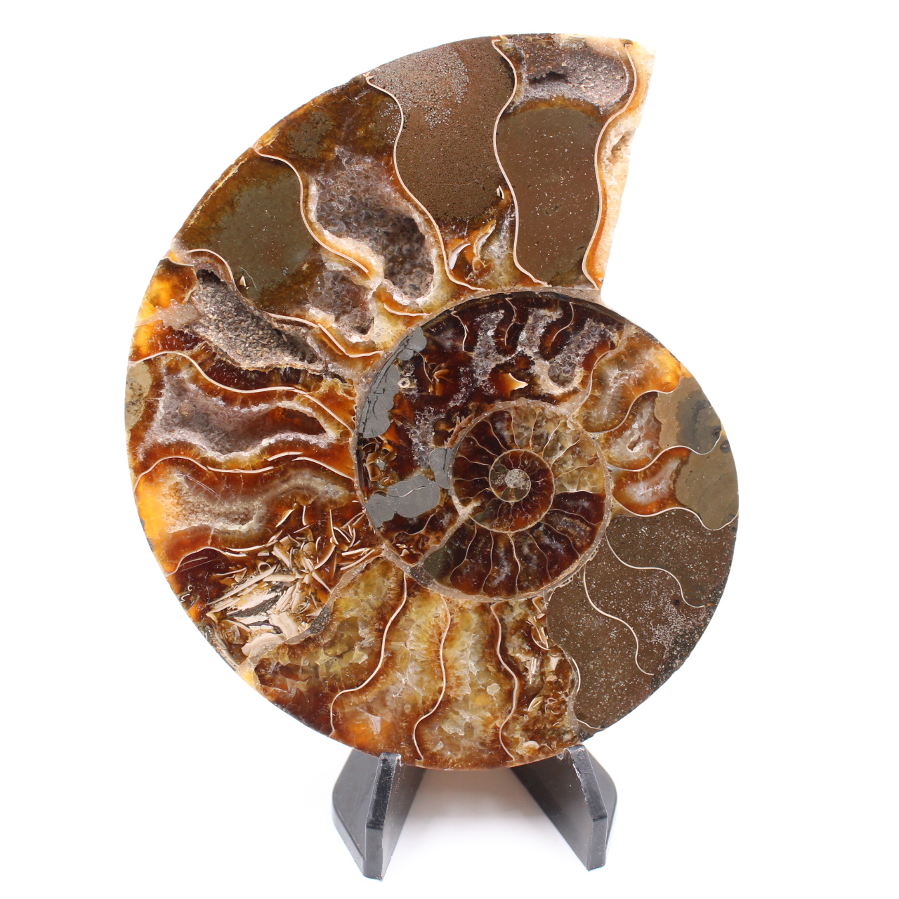 Poliertes Ammonitenfossil