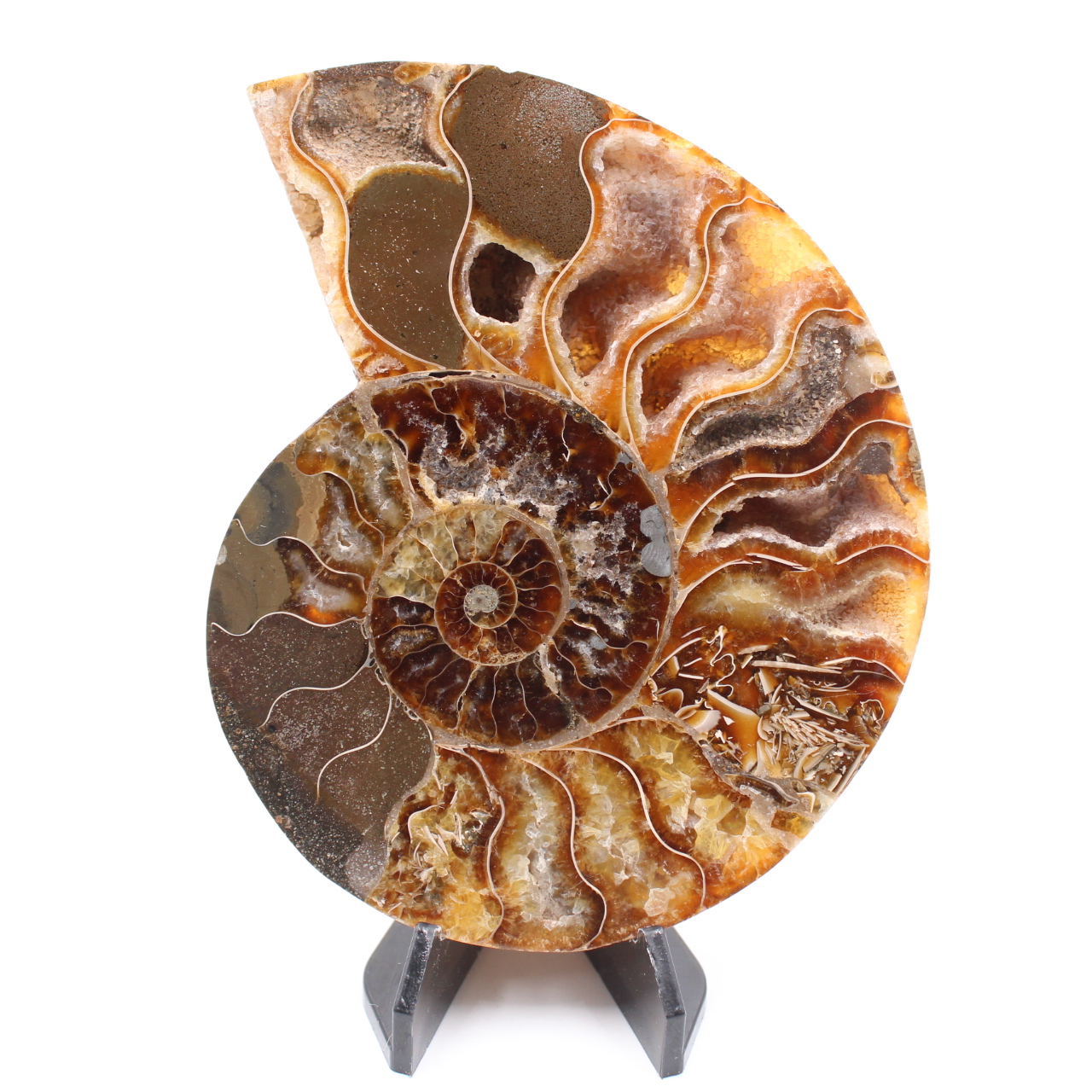Poliertes Ammonitenfossil