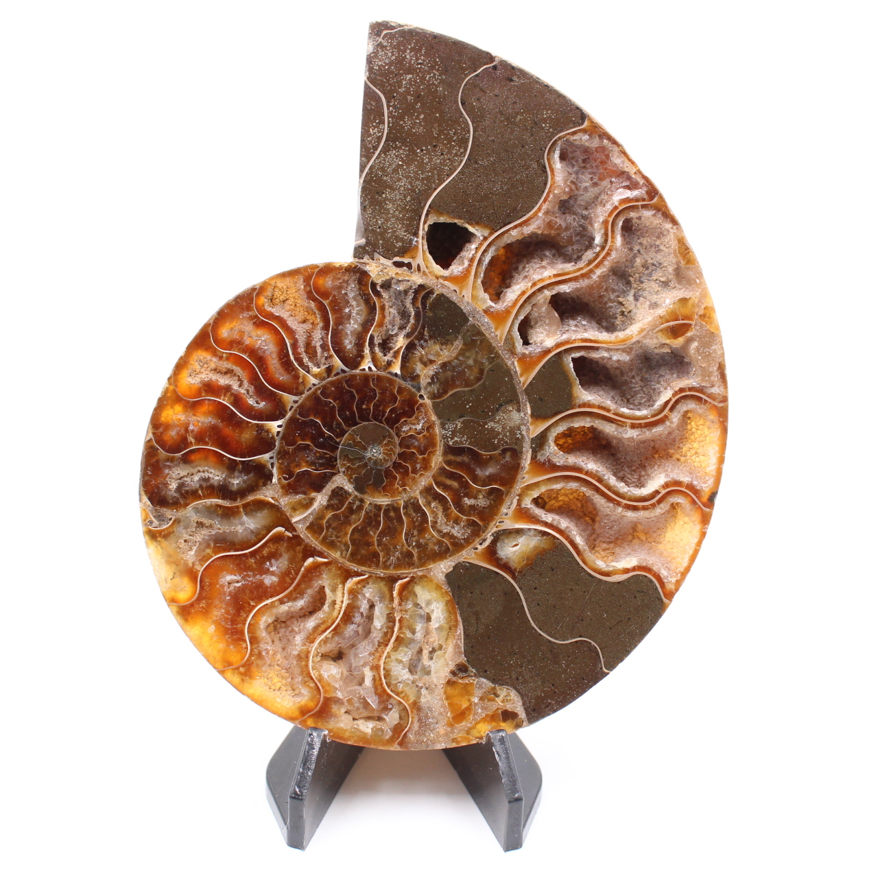 Poliertes Ammonitenfossil