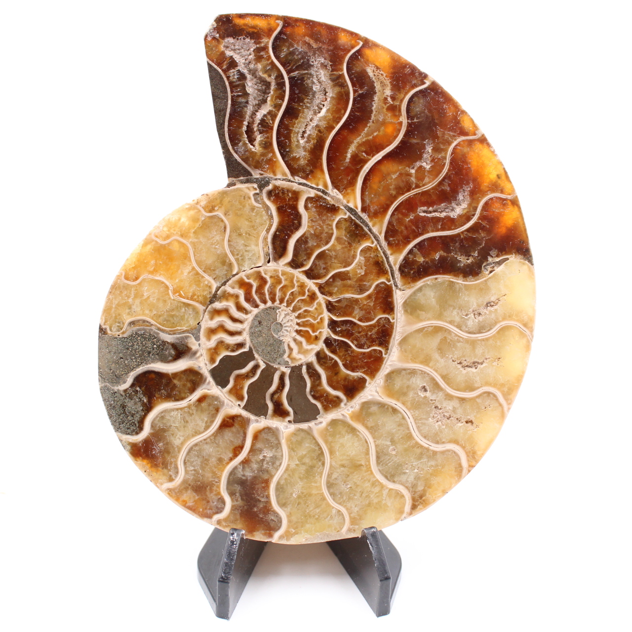 Poliertes Ammonitenfossil