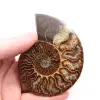 Poliertes und gesägtes Ammonitenfossil - 0