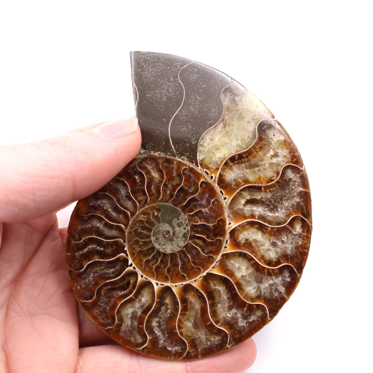 Poliertes und gesägtes Ammonitenfossil