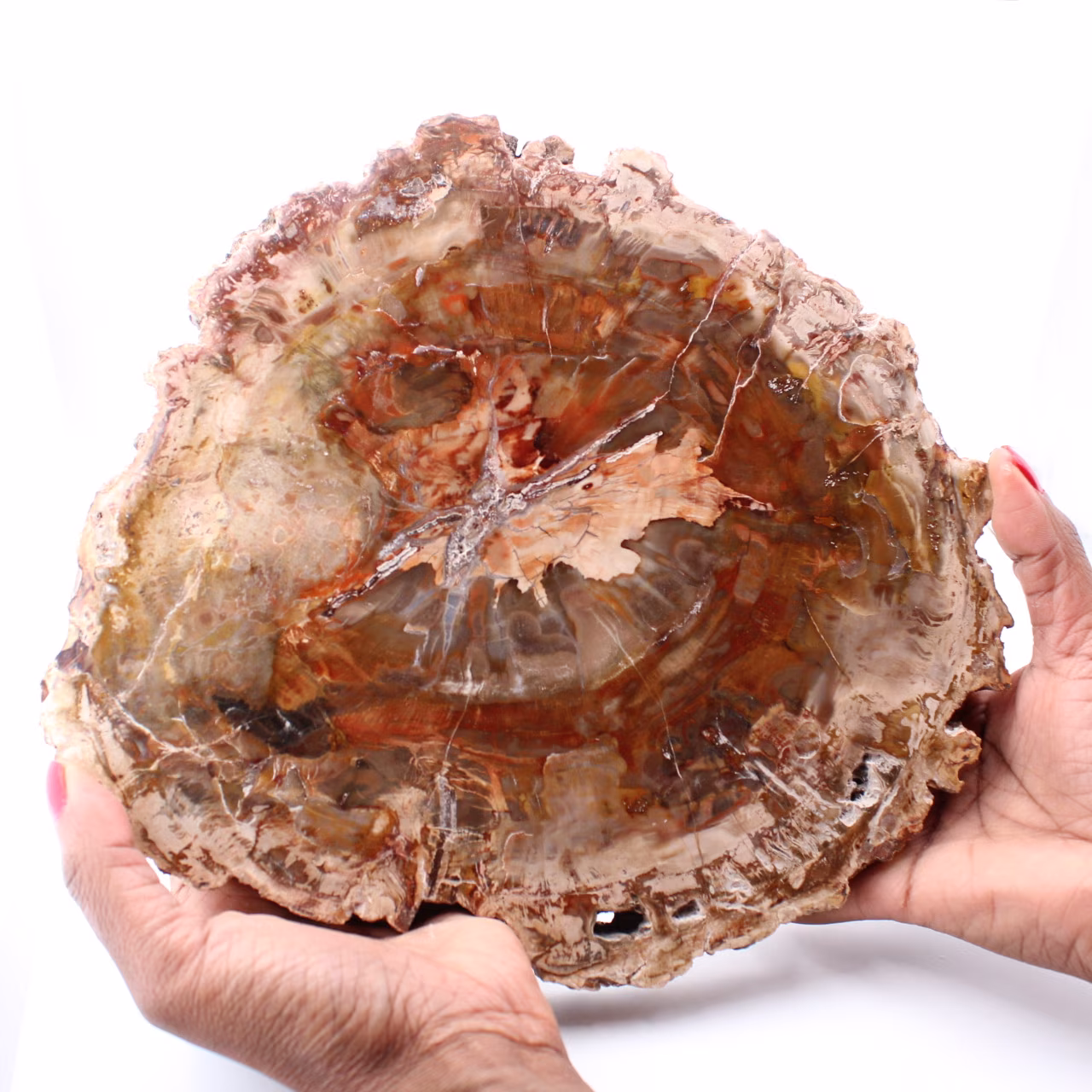 Versteinerte fossile Holzscheibe