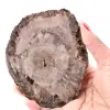 Versteinerte fossile Holzscheibe - 0
