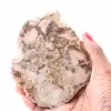 Tranche de bois fossile pétrifiée