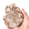 Versteinerte fossile Holzscheibe - 0