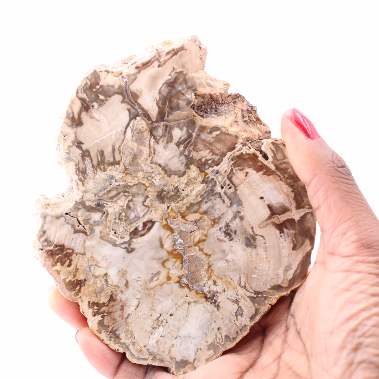 Versteinerte fossile Holzscheibe