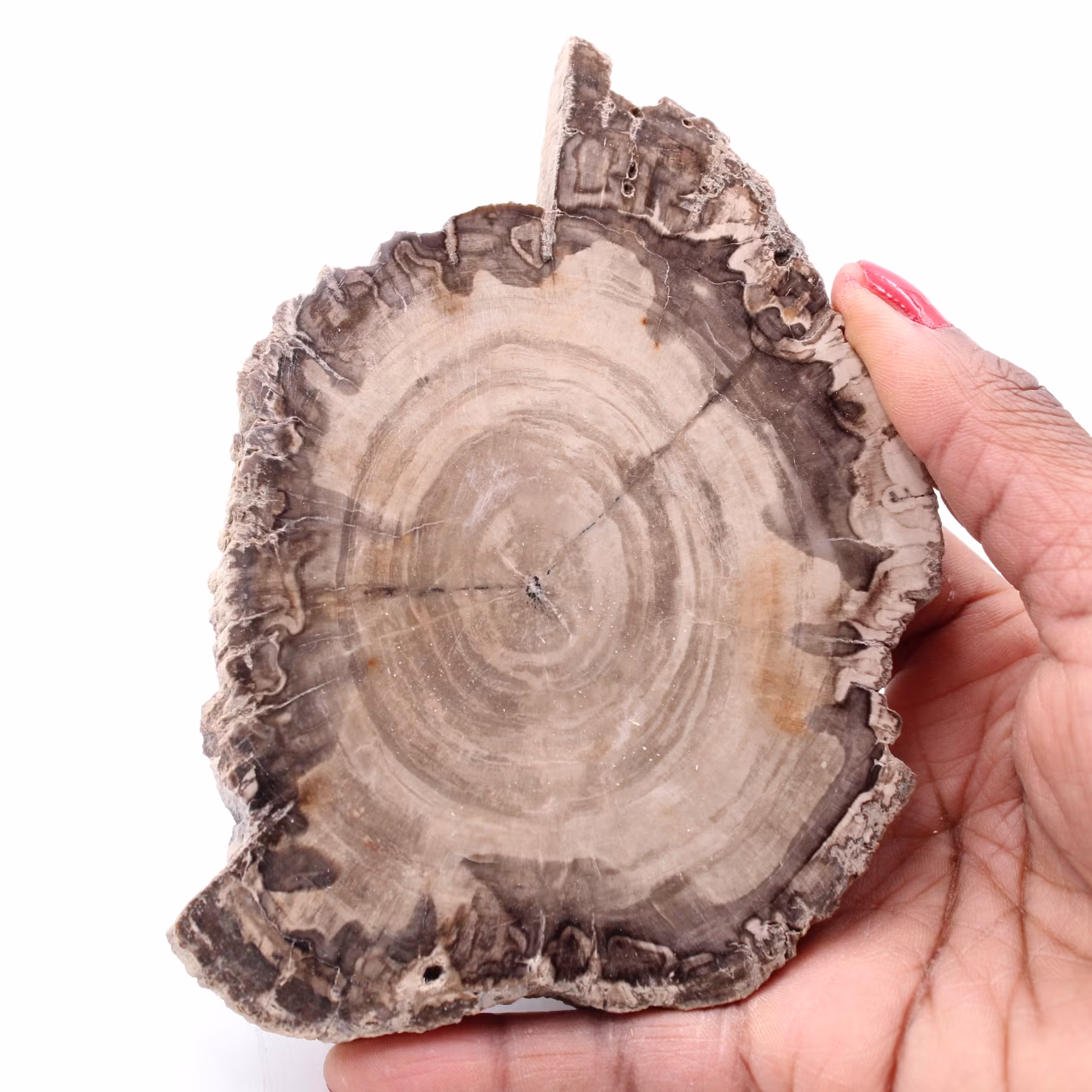 Versteinerte fossile Holzscheibe