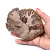 Versteinerte fossile Holzscheibe - 0
