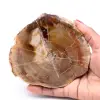 Versteinerte fossile Holzscheibe - 0