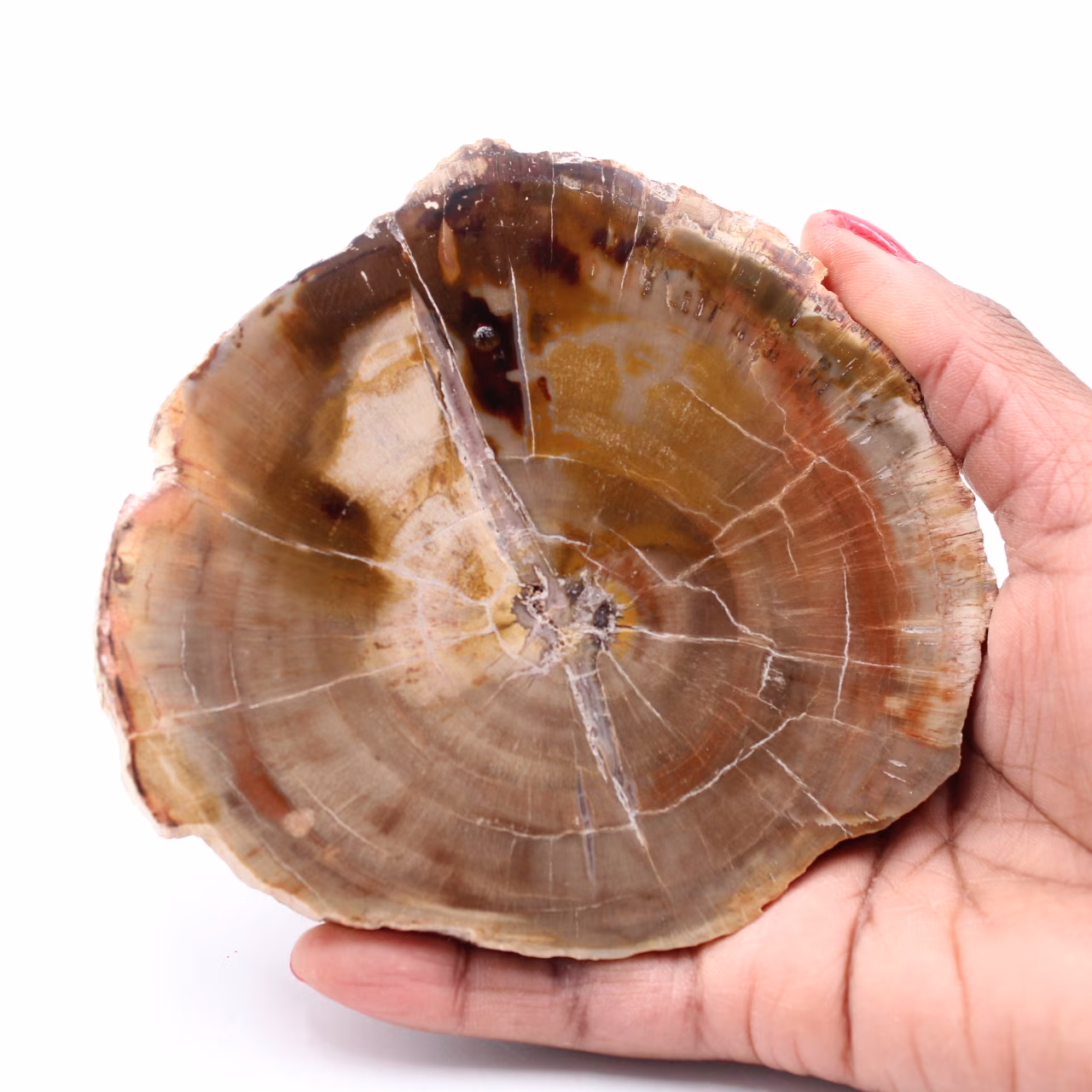 Versteinerte fossile Holzscheibe