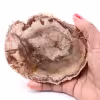 Tranche de bois fossile pétrifiée