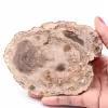 Tranche de bois fossile pétrifiée