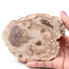 Versteinerte fossile Holzscheibe - 0