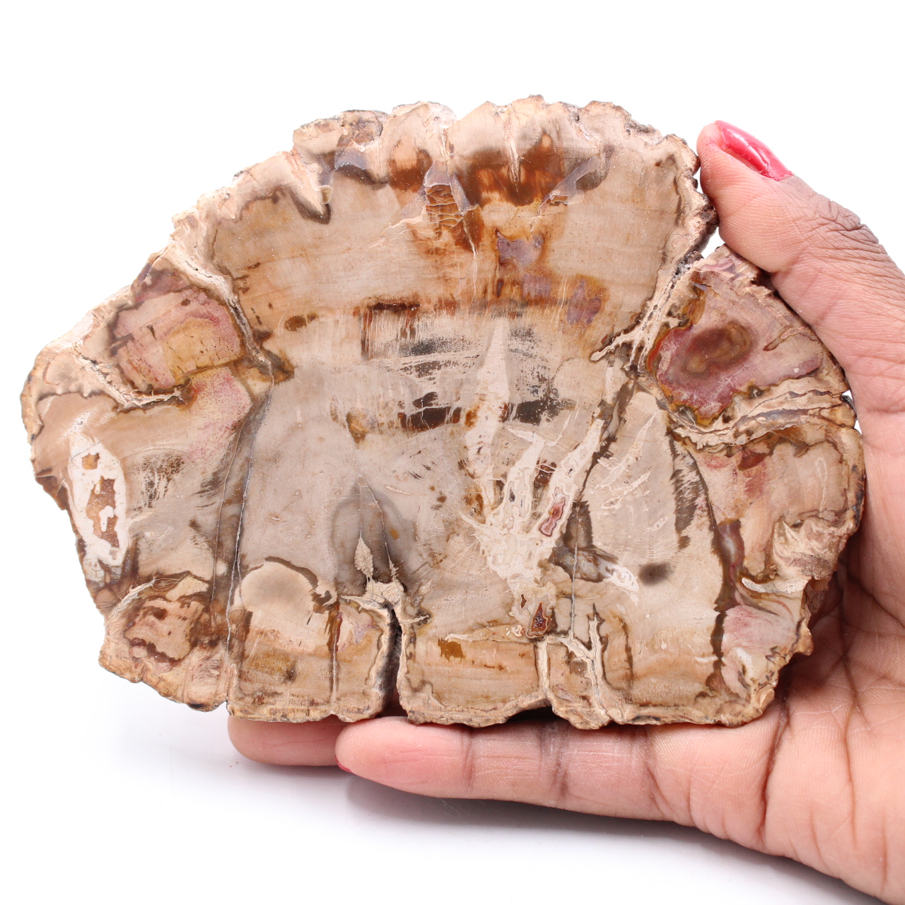 Versteinerte fossile Holzscheibe