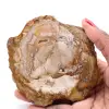 Versteinerte fossile Holzscheibe - 0