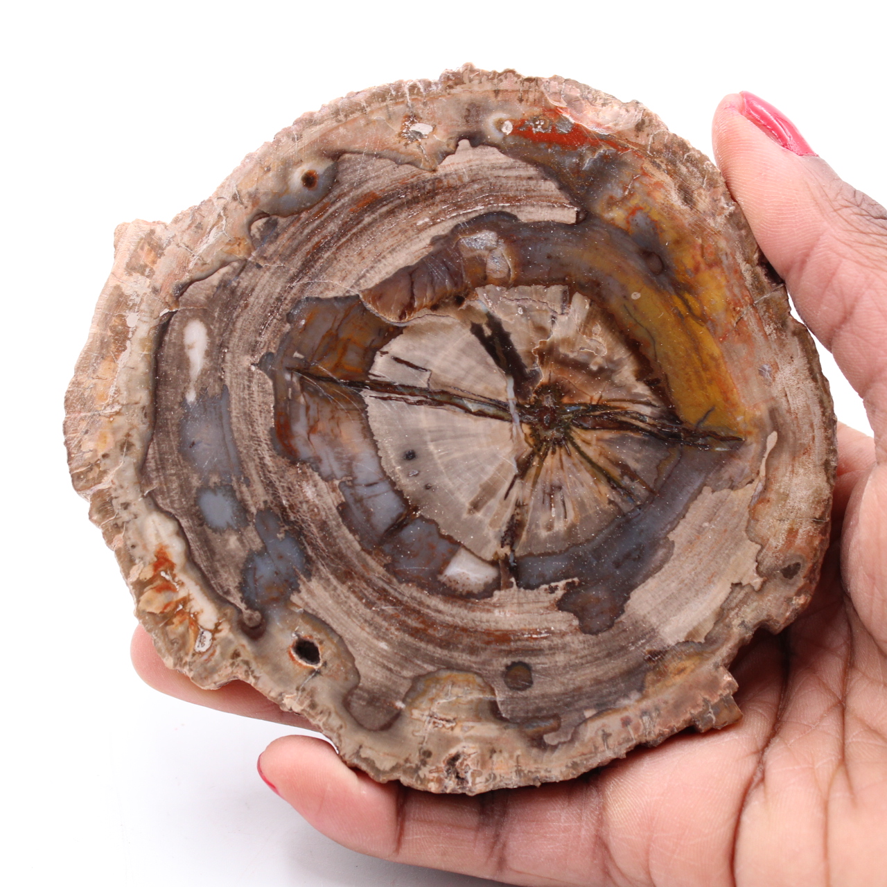 Versteinerte fossile Holzscheibe
