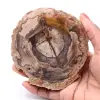 Versteinerte fossile Holzscheibe - 0