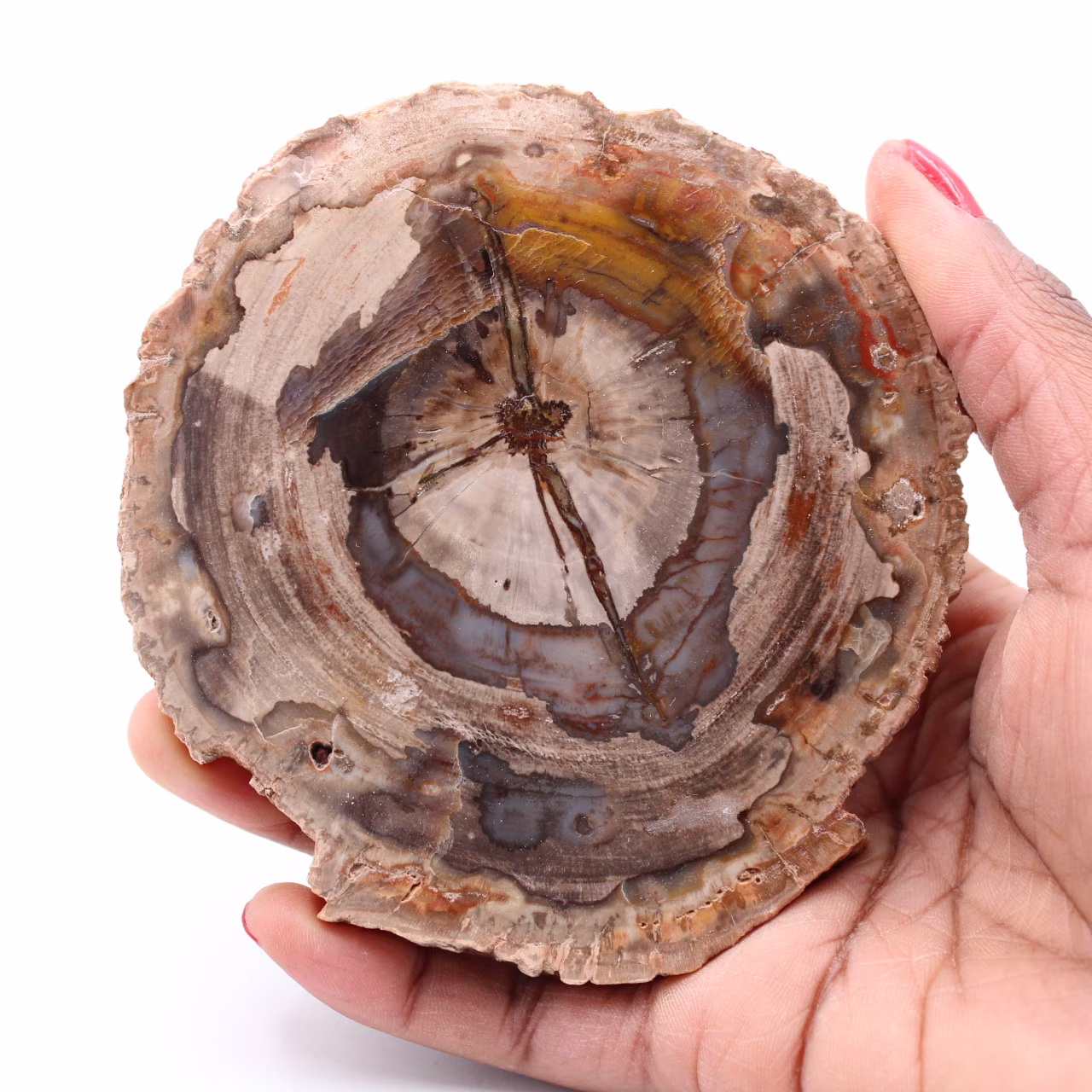 Versteinerte fossile Holzscheibe