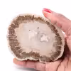 Tranche de bois fossile pétrifiée