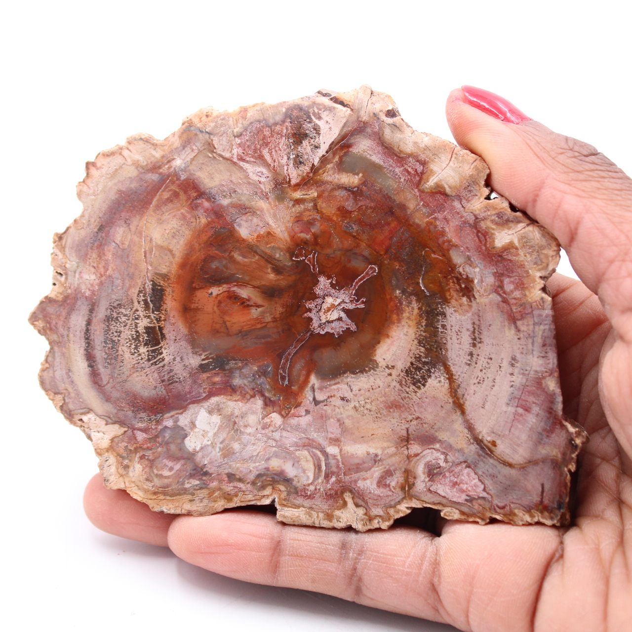 Versteinerte fossile Holzscheibe