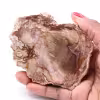 Tranche de bois fossile pétrifiée