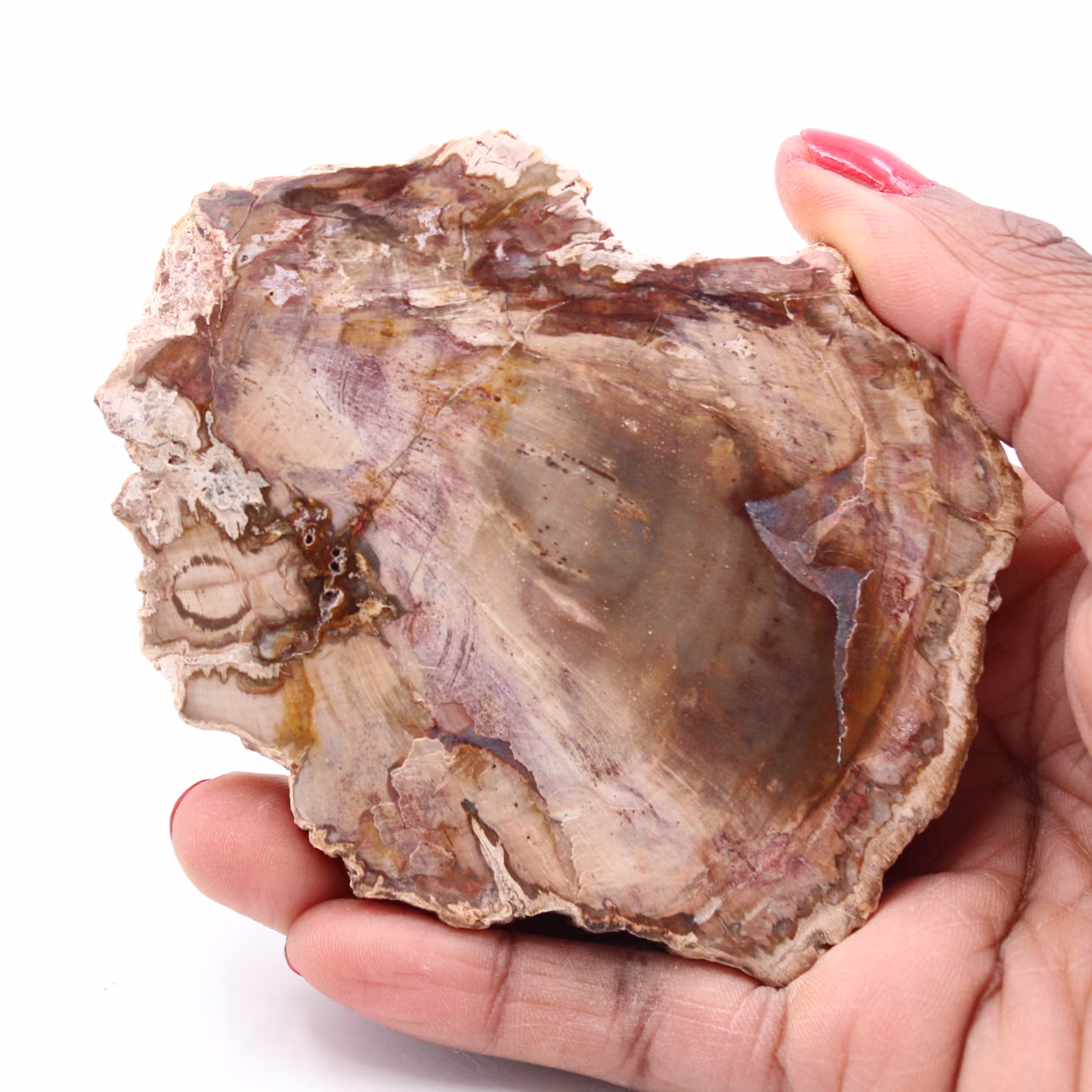 Versteinerte fossile Holzscheibe