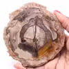 Tranche de bois fossile pétrifiée