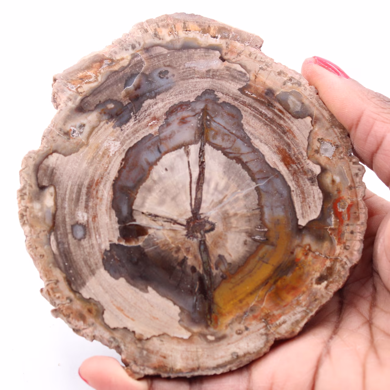 Versteinerte fossile Holzscheibe