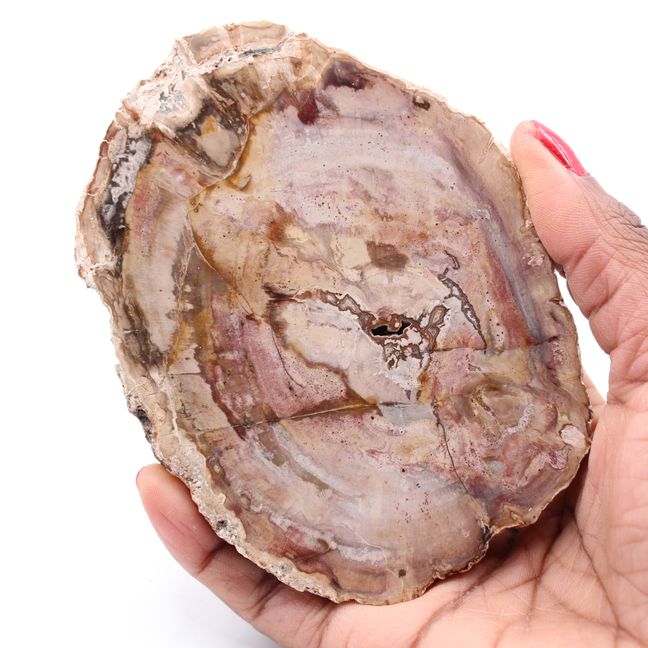 Versteinerte fossile Holzscheibe