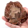 Versteinerte fossile Holzscheibe - 0