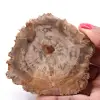 Versteinerte fossile Holzscheibe - 0
