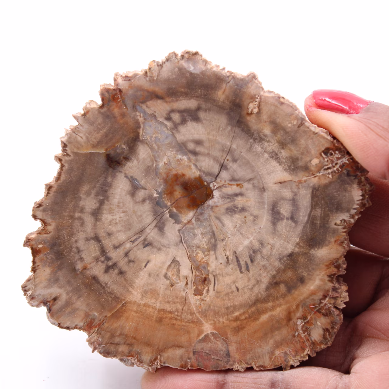 Versteinerte fossile Holzscheibe