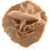 Wüstenrose - 0