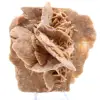 Wüstenrose - 0