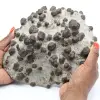 Große Kristalle aus Almandin-Granat auf Schieferbändern - 0