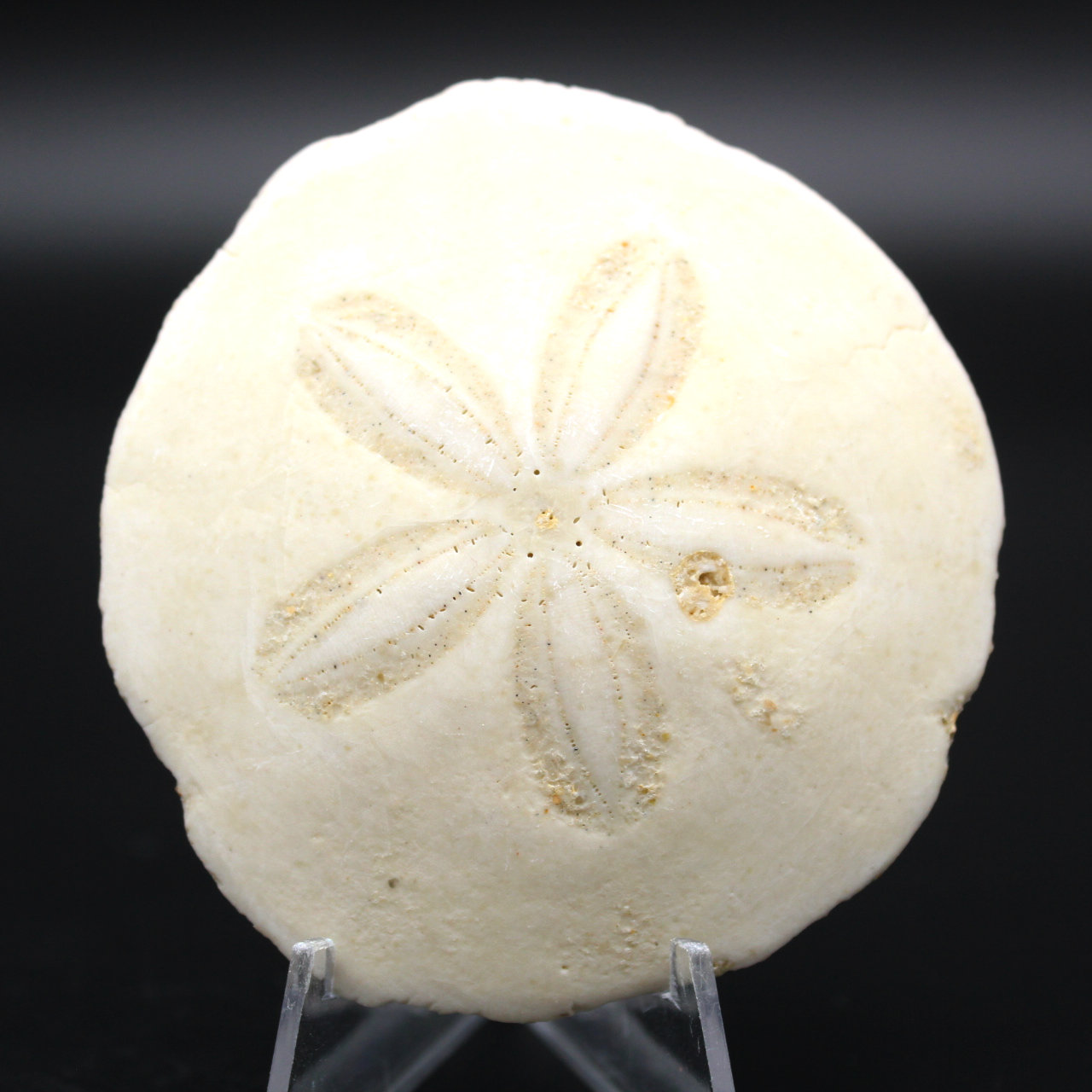 Scutella, fossiler Seeigel
