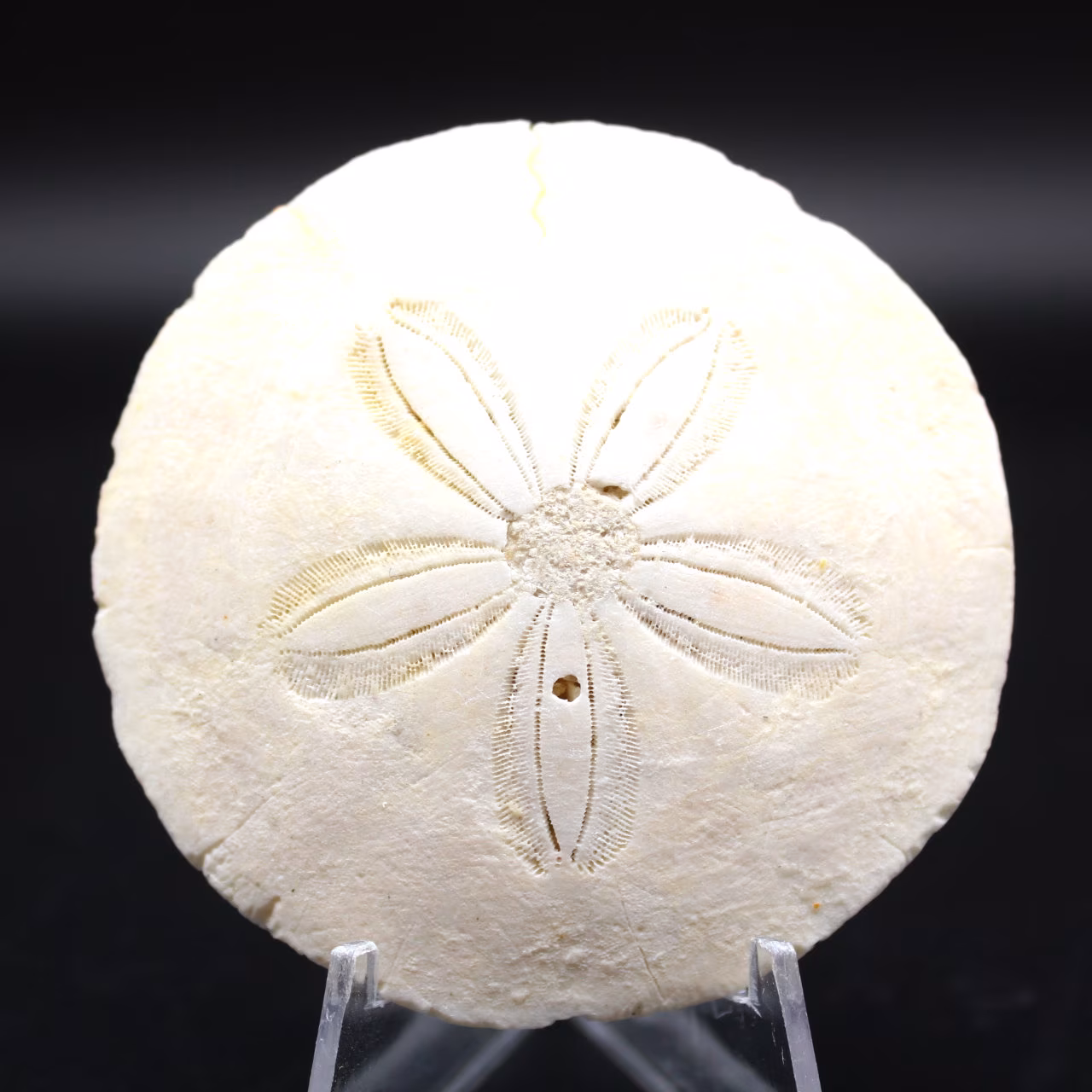 Scutella, fossiler Seeigel
