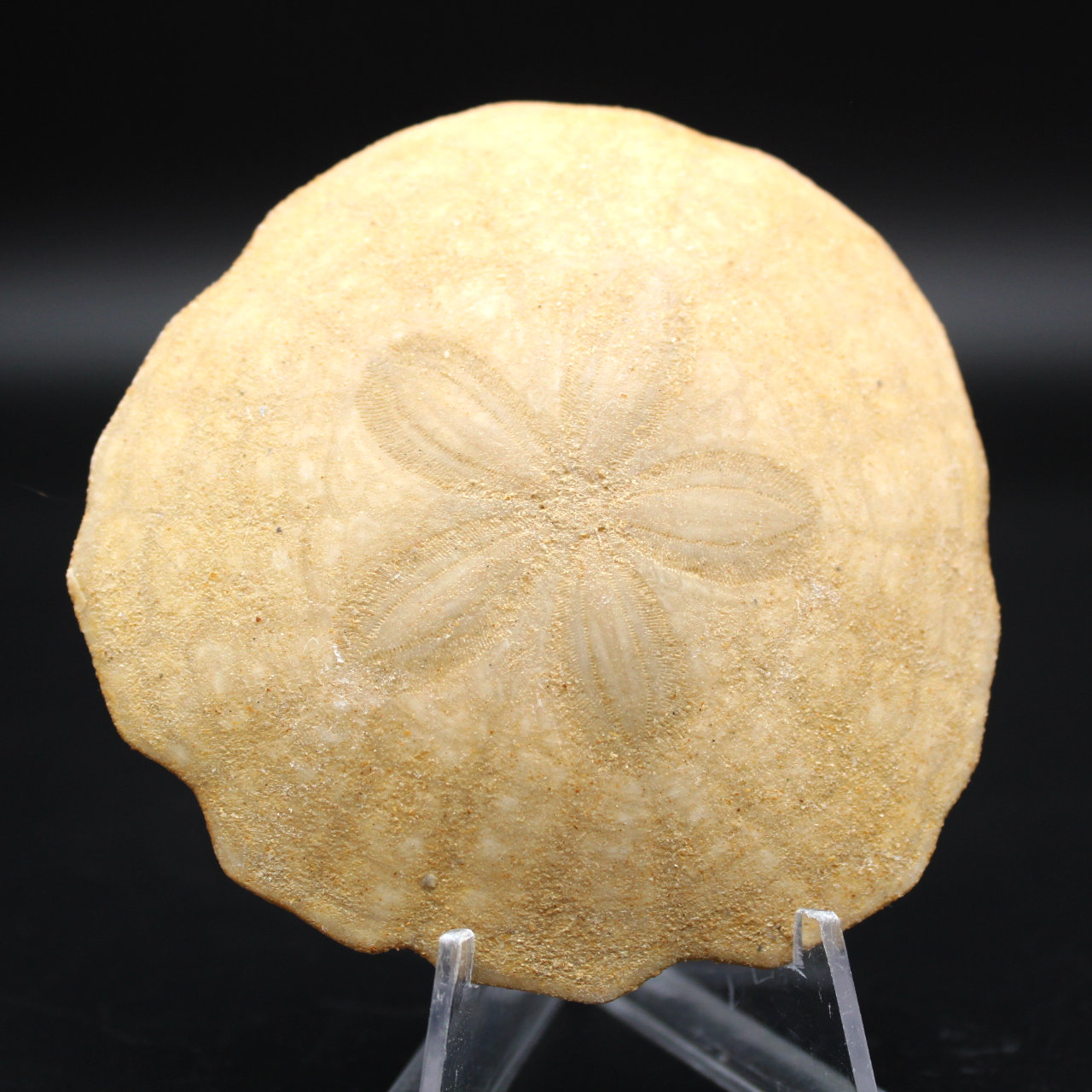 Scutella, fossiler Seeigel
