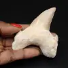 Fossiler Zahn aus Marokko, Hai - 0