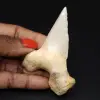 Fossilien von Haizähnen - 0