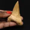 Versteinerter Zahn des Hais Otodus obliquus - 0