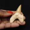 Fossiler Zahn von Otodus obliquus - 0