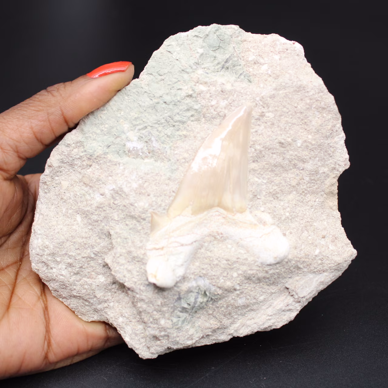 Fossiler Zahn auf Matrix aus Marokko Otodus obliquus