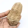 Trilobitenfossil - 0