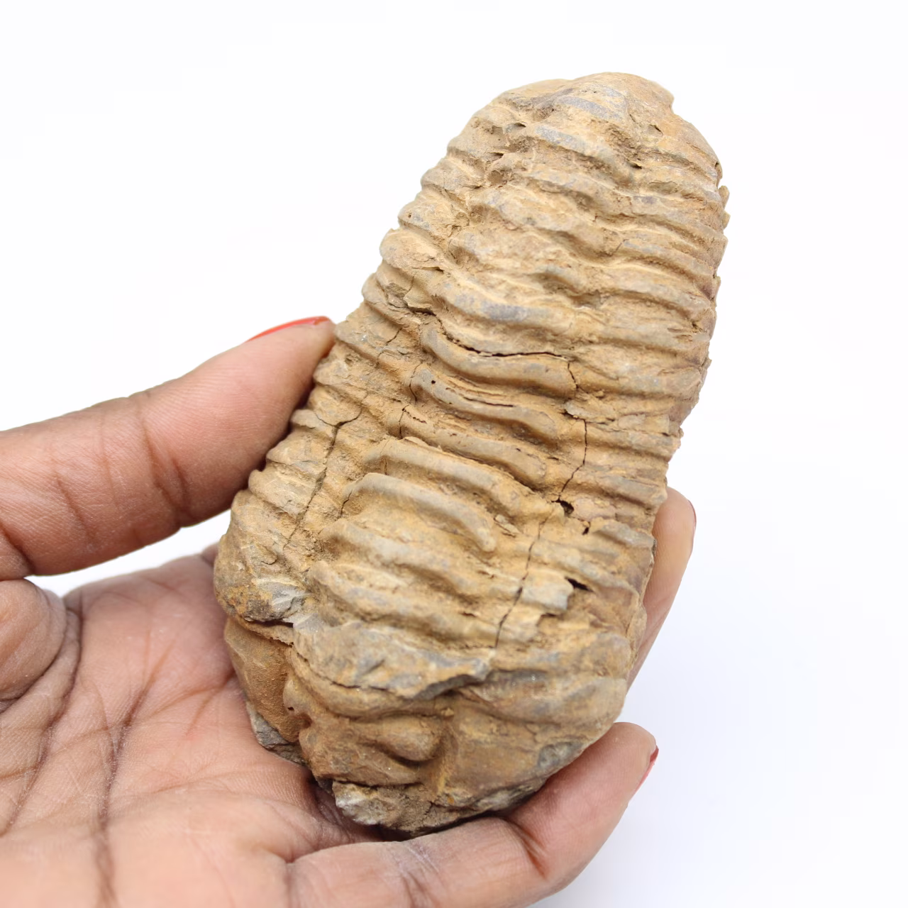 Trilobitenfossil