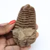 Fossil des marokkanischen Trilobiten - 0