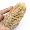 Fossiler Trilobit - 0